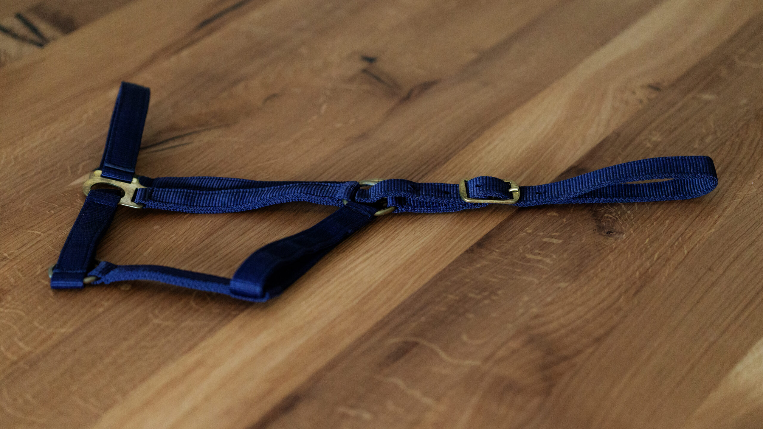 Professional Halfter – Bild 2