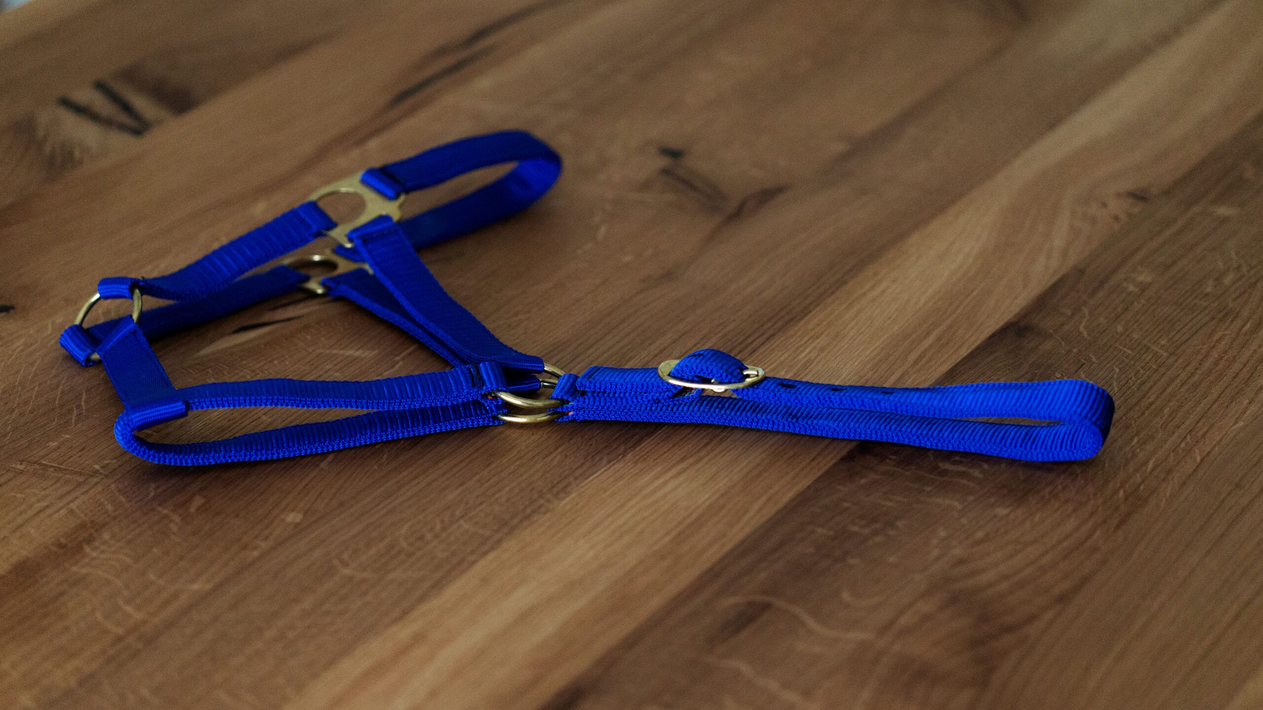 Professional Halfter – Bild 9