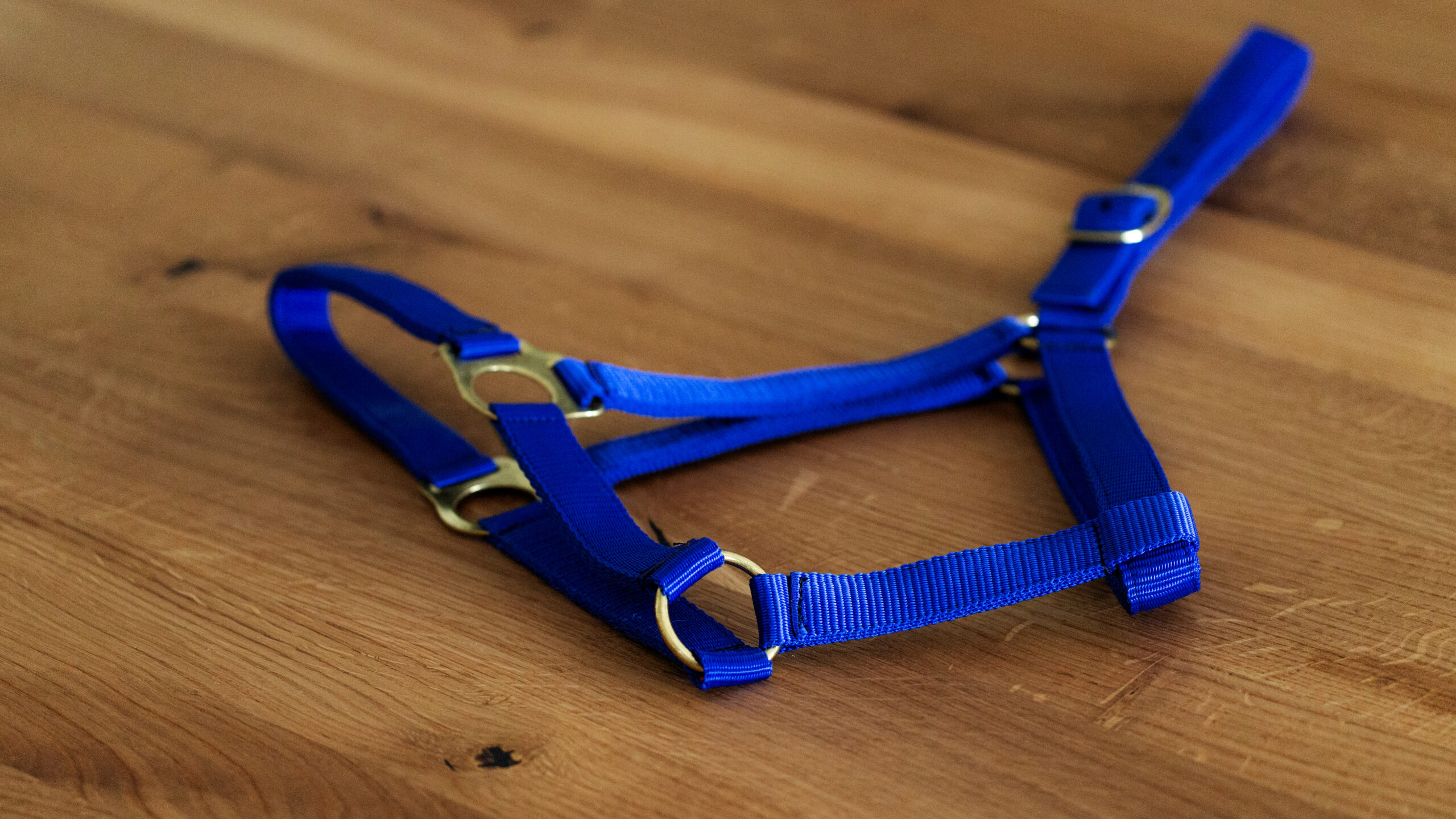 Professional Halfter