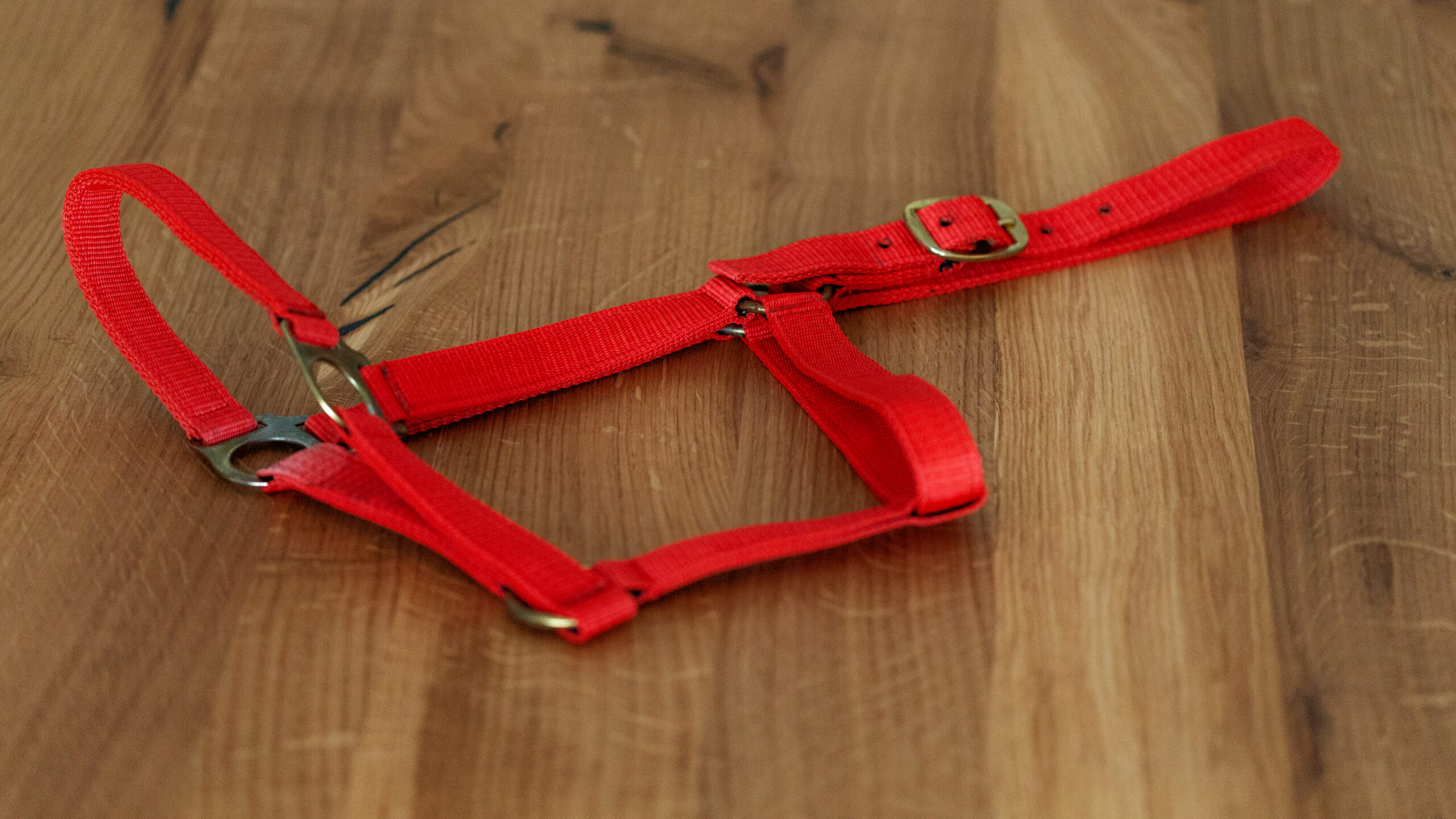 Professional Halfter – Bild 15