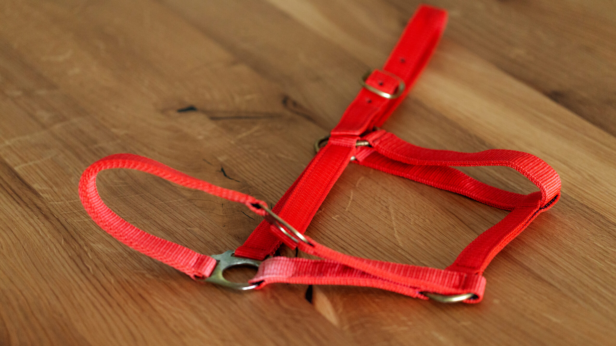 Professional Halfter – Bild 16