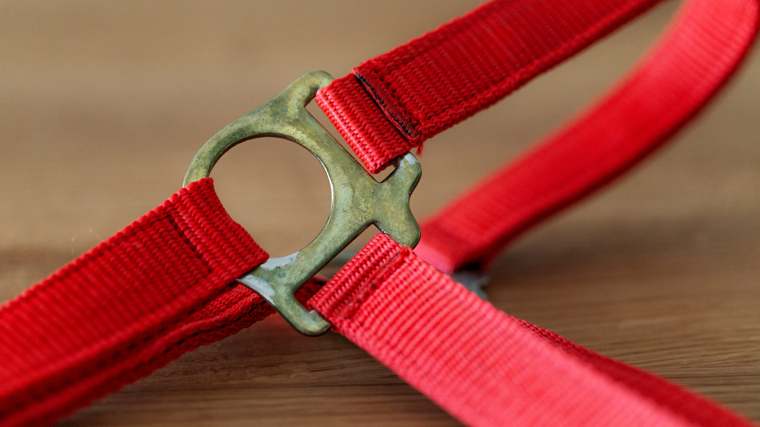 Professional Halfter – Bild 17