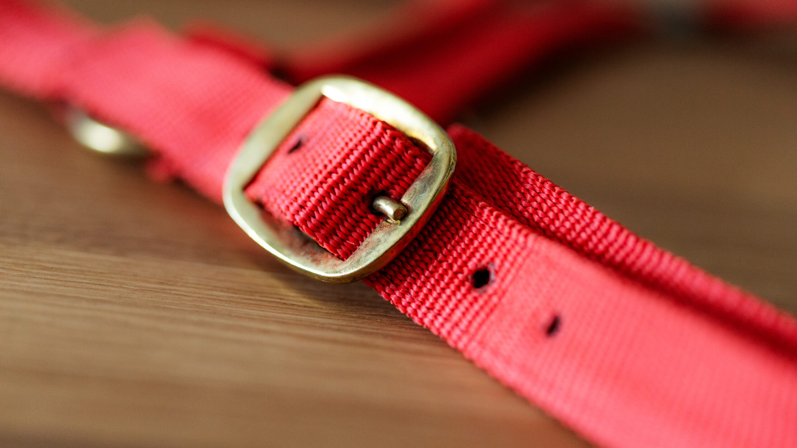 Professional Halfter – Bild 22